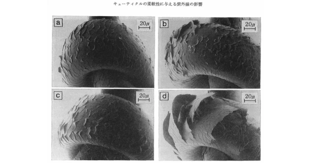 紫外線によるキューティクルへの影響