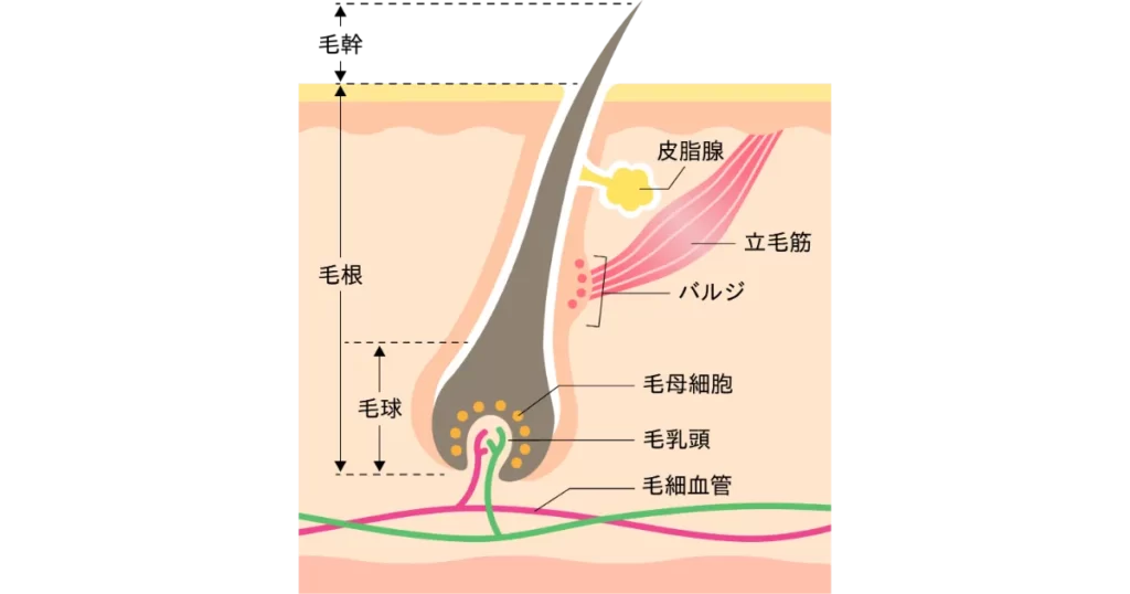 バルジ領域